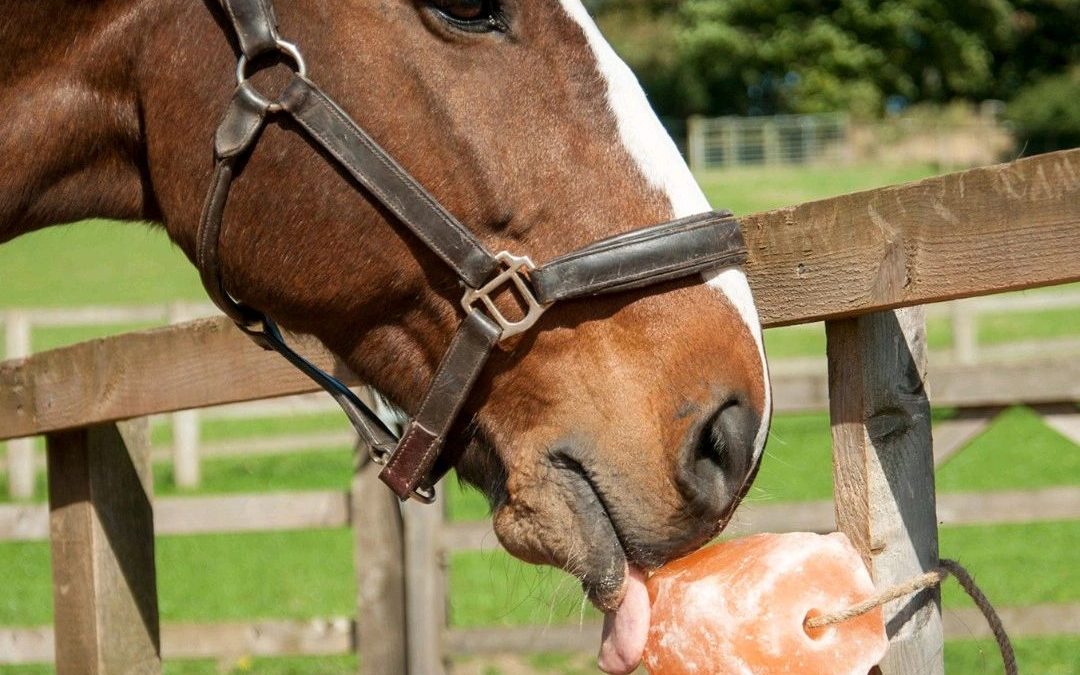 Is Himalayan Salt Better than Regular Salt for Horses?